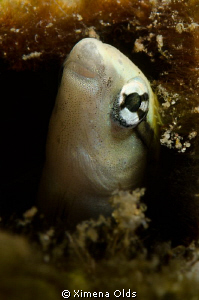 Oh! Who are you? A curious Balinese Fish I found in Alama... by Ximena Olds 